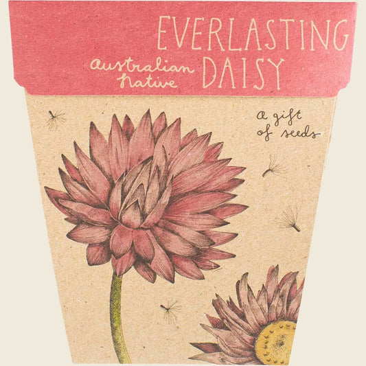 Gift of Seeds Everlasting Daisy