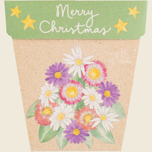 Sow 'n Sow Gift of Seeds Christmas Native Daisies