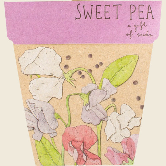 Gift of Seeds Sweet Pea