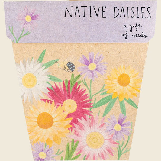 Sow 'n Sow Gift of Seeds Daisies Native