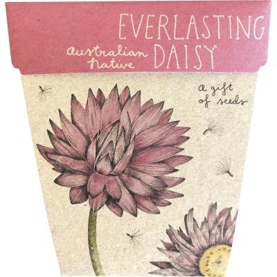 Gift of Seeds Everlasting Daisy