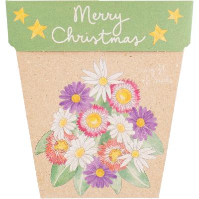 Gift of Seeds Christmas Native Daisies